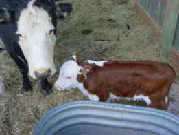 cow