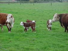 cow2