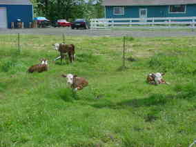 cow3