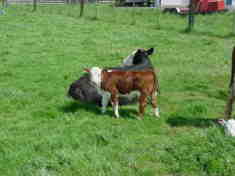 cow4