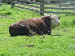 cow5