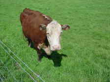 cow6
